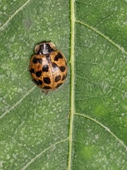 Harmonia axyridis