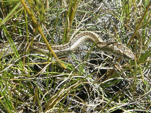 Psammophis crucifer