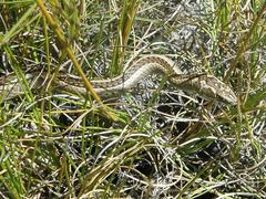 Psammophis crucifer