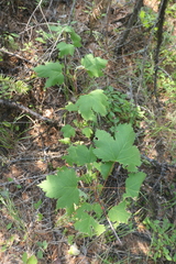Acer glabrum glabrum