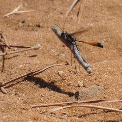 Ammophila heydeni