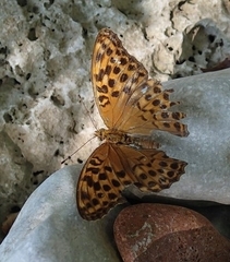 Argynnis paphia