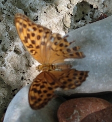Argynnis paphia