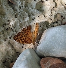 Argynnis paphia