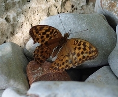 Argynnis paphia