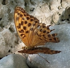 Argynnis paphia