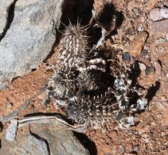 Acanthopsis ludoviciana
