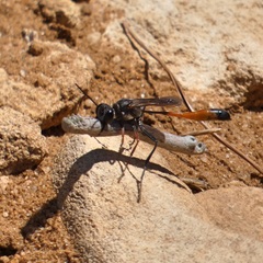 Ammophila heydeni