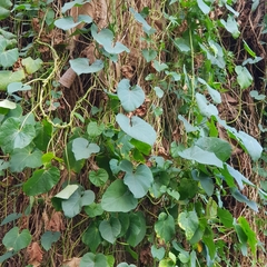 Ipomoea alba