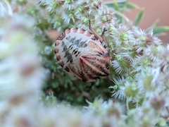Graphosoma italicum italicum