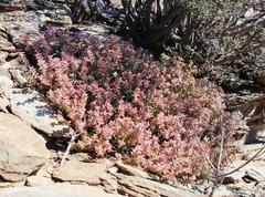 Crassula rupestris commutata
