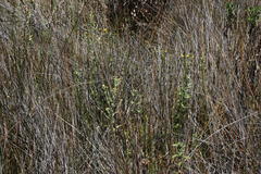 Pulicaria scabra