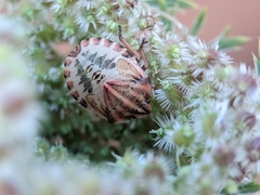 Graphosoma italicum italicum