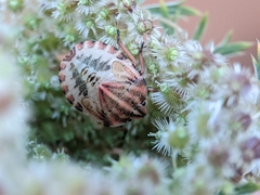 Graphosoma italicum italicum