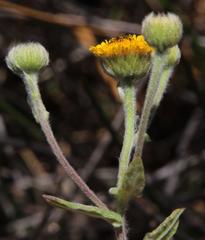 Pulicaria scabra