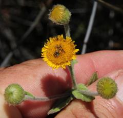 Pulicaria scabra