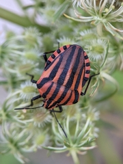 Graphosoma italicum italicum