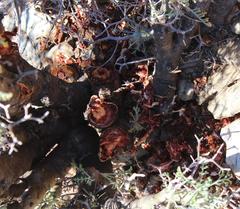 Pelargonium crithmifolium