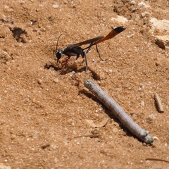 Ammophila heydeni