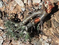 Pelargonium crithmifolium