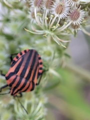 Graphosoma italicum italicum