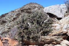 Pelargonium crithmifolium