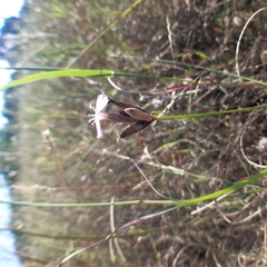 Dianthus polymorphus