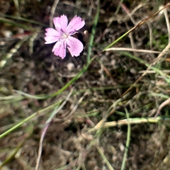 Dianthus polymorphus