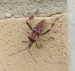 Leptoglossus occidentalis