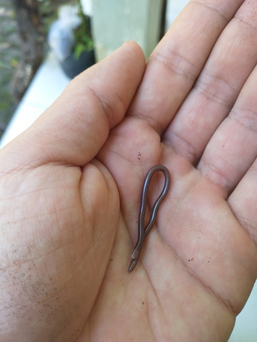 São Sebastião Blind Snake
