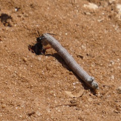 Ammophila heydeni