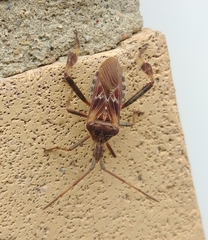 Leptoglossus occidentalis