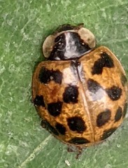 Harmonia axyridis