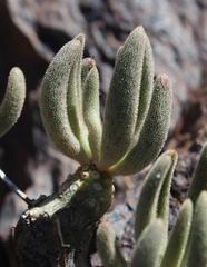 Tylecodon rubrovenosus