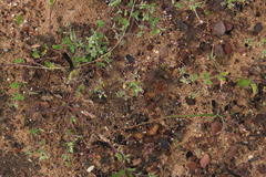 Pelargonium althaeoides