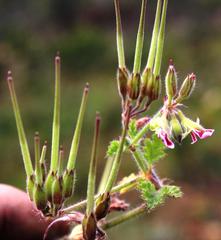 Pelargonium althaeoides