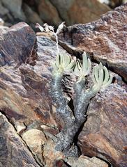 Tylecodon rubrovenosus