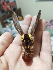 Citheronia phoronea