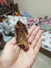 Citheronia phoronea