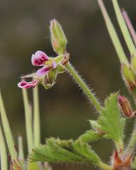 Pelargonium althaeoides