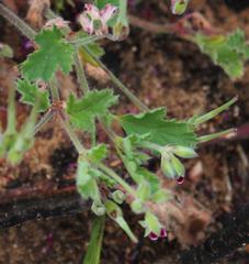 Pelargonium althaeoides