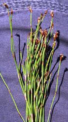 Restio eleocharis