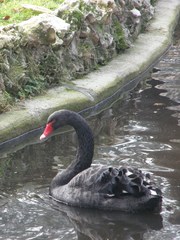 Cygnus atratus