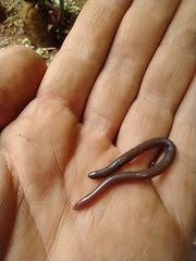 Siphonops hardyi