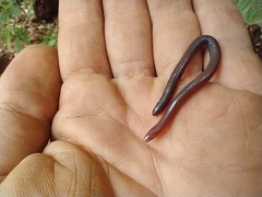 Siphonops hardyi