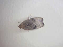 Phaeosaces coarctatella