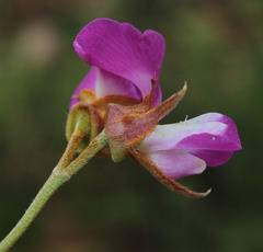 Podalyria biflora