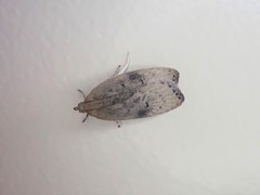 Phaeosaces coarctatella