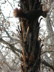 Sciurus vulgaris