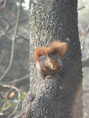 Sciurus vulgaris
